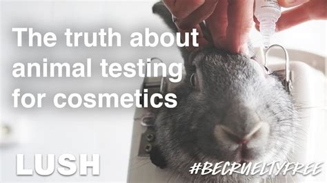 does chanel use animal testing|is Chanel animal testing.